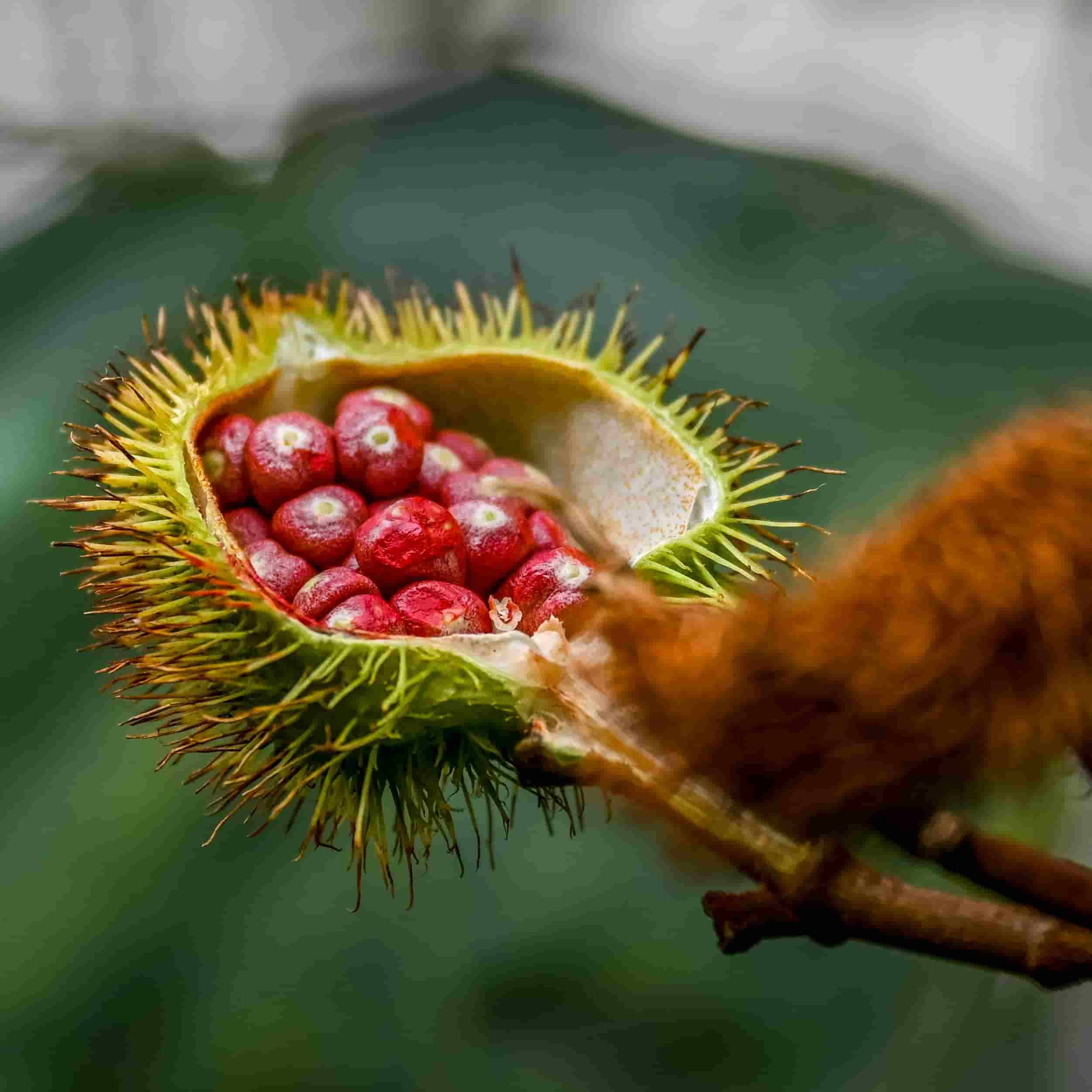 Close-up of an opened achiote pod showing the bright red seeds used for traditional annatto seasoning recipes